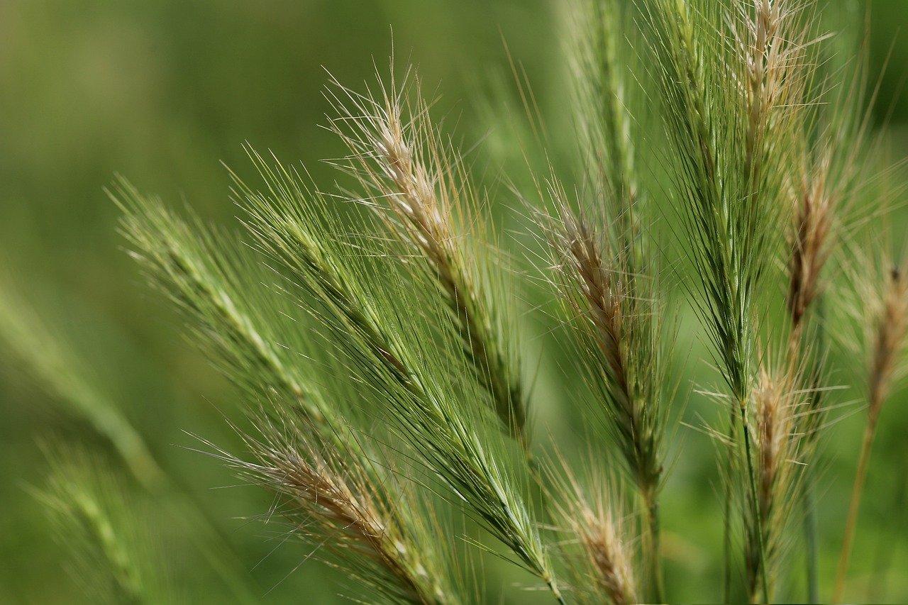 barley, grain, spike-6575247.jpg