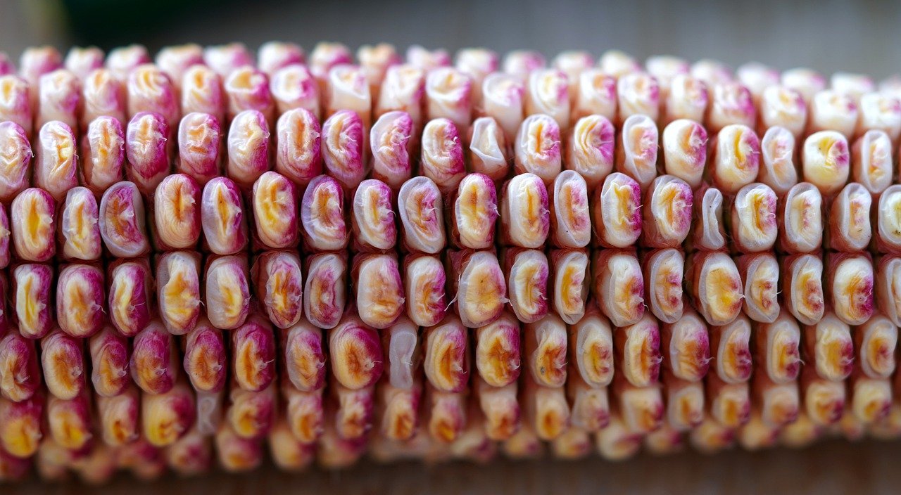 corn, corncob, corn kernels-6576339.jpg