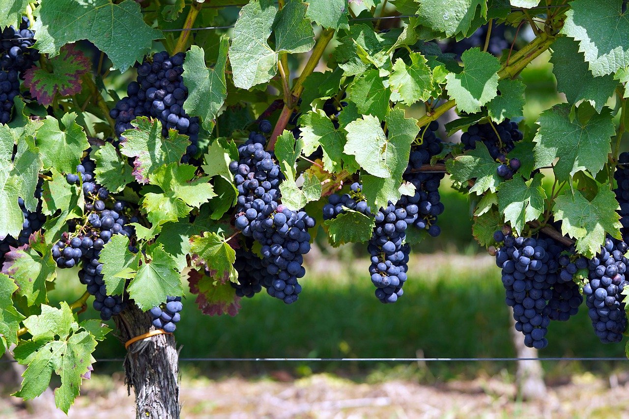 grapes, fruits, vine-6575719.jpg