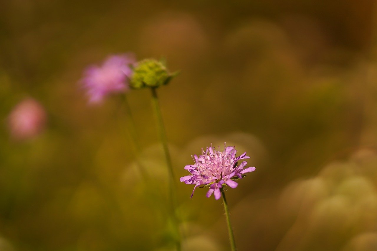 scabious, flower, plant-6574318.jpg